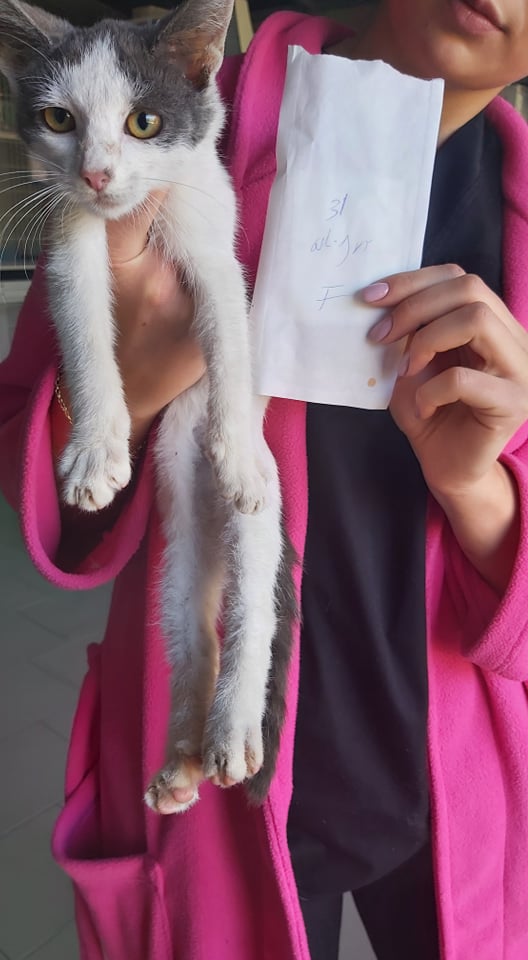SUSHI (ex COQUINE) - chaton femelle, née environ en juillet 2021 - A la clinique de Lucian (Roumanie) - En FA chez LAURIE (13) - Adoptée par Clara (06)  24443810