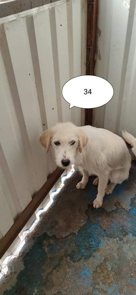 AELIS - 3 ans  (2 ans de refuge)- Asso Remember Me  (Roumanie) 24451810