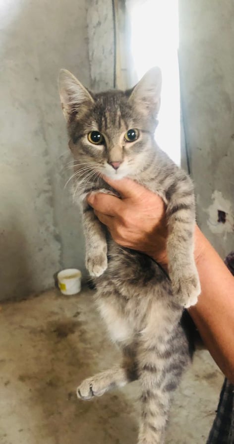 MIKE - chaton mâle aveugle, né environ en mai 2021 - Au refuge de Carmina (Roumanie) - EN FA CHEZ Laurie (13) - Adopté par Malaurie (13)  24507111
