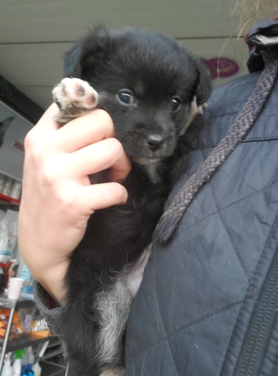 SMARTIES (ex BOULET) - chiot mâle, de petite taille à l'âge adulte - né environ en août 2021 - en FA chez Emilie (Roumanie) - Adopté par Marina (83)  24651910