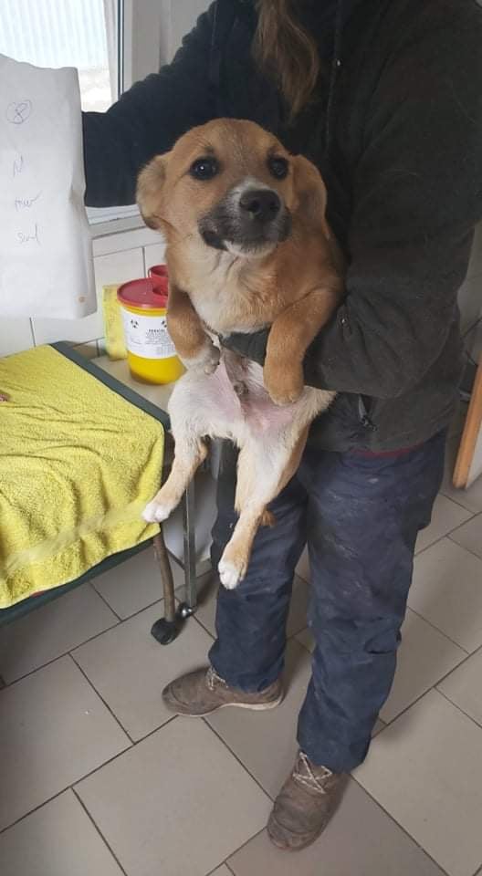 SNOOP - chiot mâle, de taille moyenne à l'âge adulte - né environ en juin 2021 - REMEMBER ME LAND - Adopté par Thierry (66)  24768311