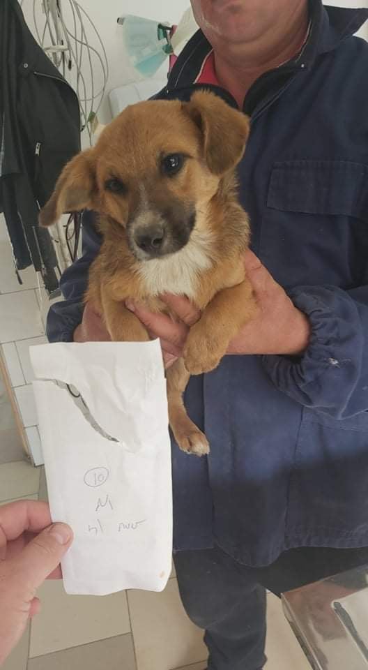 APOLLON - chiot mâle, de taille petite à moyenne à l'âge adulte - né environ en juin 2021 - REMEMBER ME LAND - Adopté par Mireille (66)  24840310