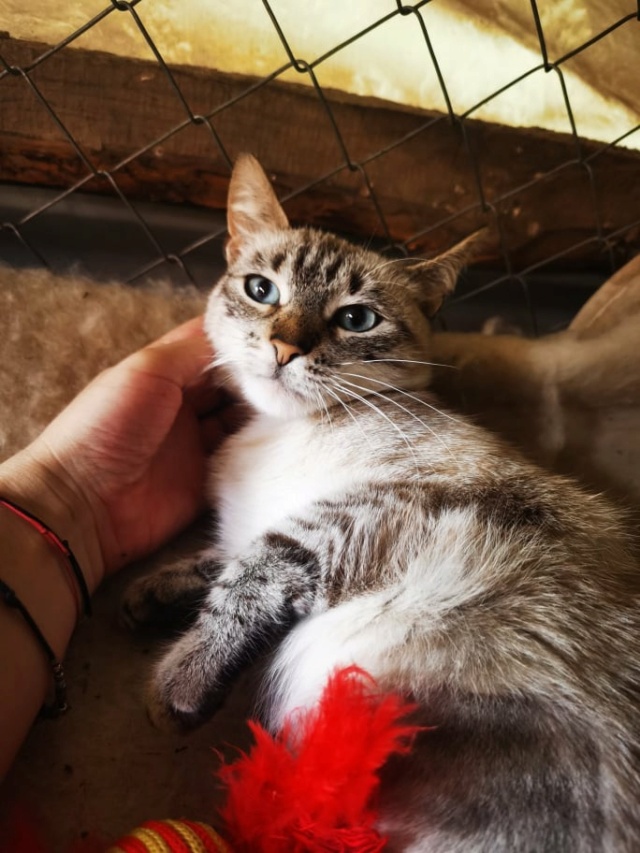 ESMEE (ex SOPHY), chat femelle, née environ en août 2020 - Chez Gina (Roumanie - Adoptée par Pascale Barbara (1470 - Belgique)  25039311
