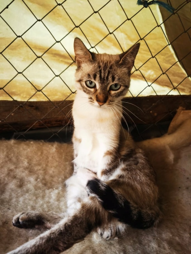 ESMEE (ex SOPHY), chat femelle, née environ en août 2020 - Chez Gina (Roumanie - Adoptée par Pascale Barbara (1470 - Belgique)  25187910