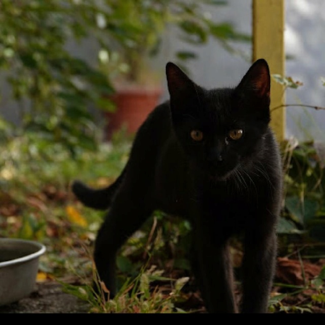 DEXX - chaton mâle, né environ en juin 2021 - Chez Carmina (Bucarest-Roumanie) - adopté en Allemagne 25539010