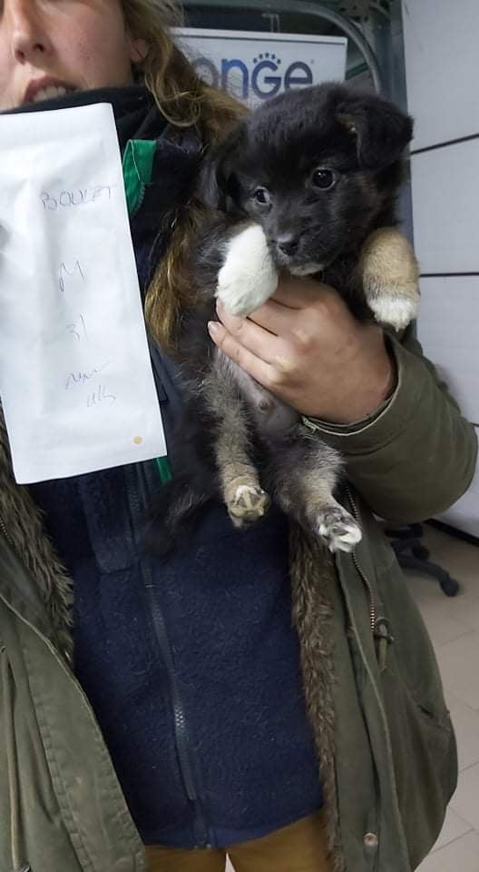 SMARTIES (ex BOULET) - chiot mâle, de petite taille à l'âge adulte - né environ en août 2021 - en FA chez Emilie (Roumanie) - Adopté par Marina (83)  25934410