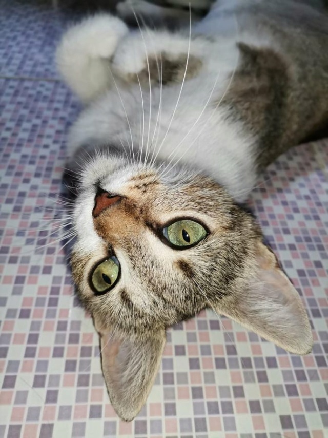 SOOK, chat femelle, née environ en mai 2020 - En FA à Bucarest (Roumanie) - adoptée en Allemagne 26118310