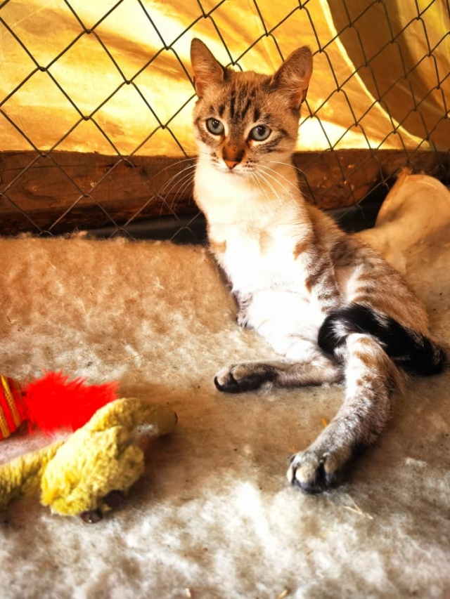 ESMEE (ex SOPHY), chat femelle, née environ en août 2020 - Chez Gina (Roumanie - Adoptée par Pascale Barbara (1470 - Belgique)  26140210