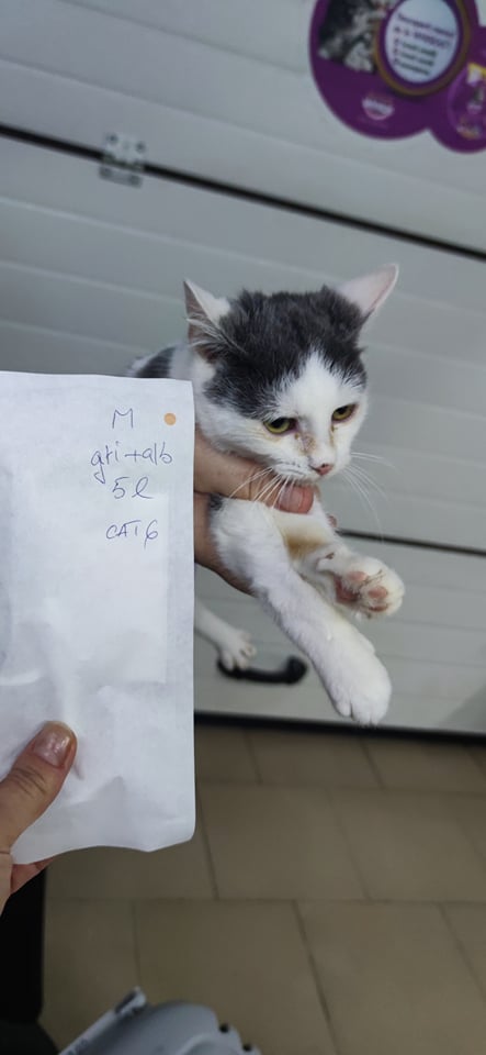 MUSHU (ex JAMES) - chaton mâle, né environ en juillet 2021 - En FA chez Lili (Roumanie) - en FA chez Laurie (13) - adopté par Aurore (13) 26416110