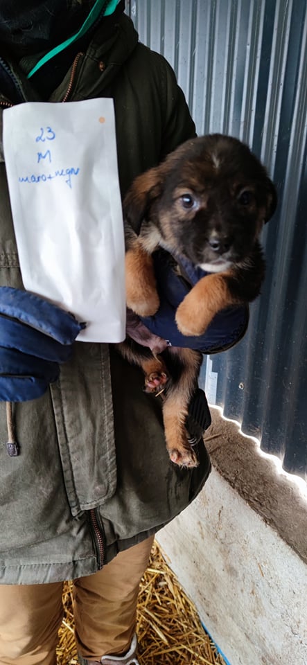 SALTO (ex PRIETO) - chiot mâle, de petite taille à l'âge adulte - né environ en septembre 2021 - REMEMBER ME LAND - Adopté par  Nelly (63)  26559610