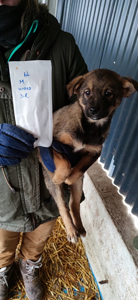 MARCOS (ex ANIBAL) - chiot mâle, de taille moyenne à l'âge adulte - né environ en septembre 2021 - REMEMBER ME LAND - Adopté par Stephen (74)  26576810