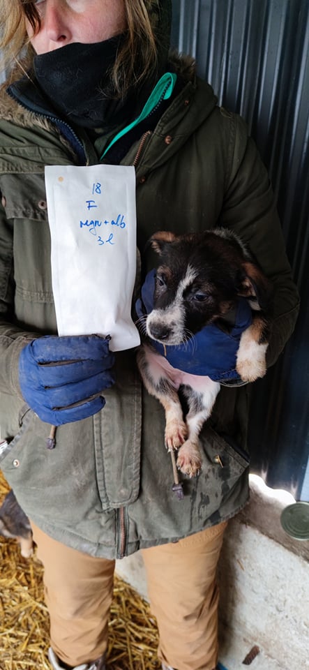 TAÏGA (ex SIERRA) - chiot femelle, de taille petite à l'âge adulte - née environ en septembre 2021 - REMEMBER ME LAND - Adoptée par Laura (57)  26715610