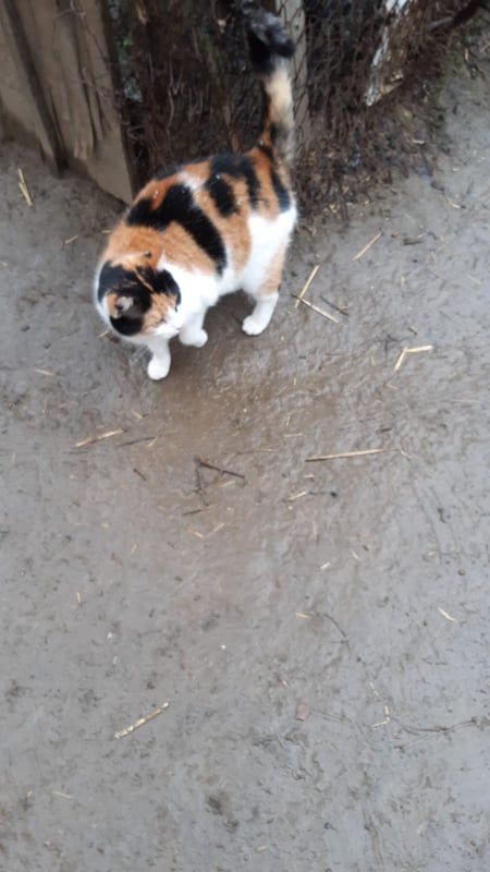 ROXIE (ex ROXI), chat femelle, née environ en septembre 2019 - En FA chez Camélia (Roumanie) - Adoptée par Valérie (94)  26986011
