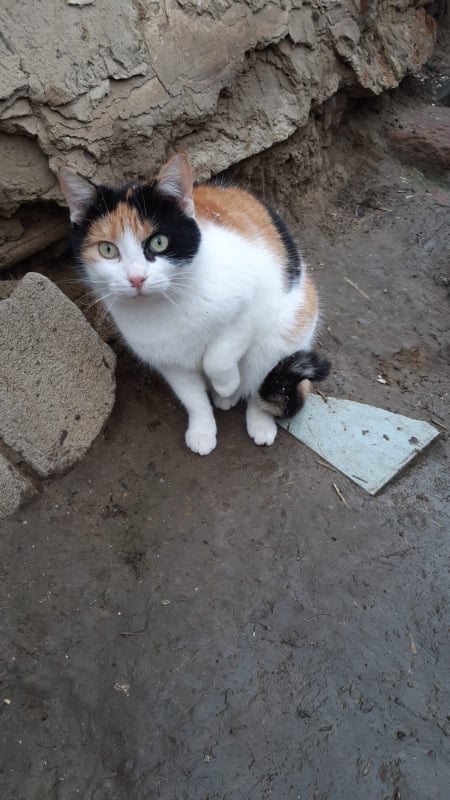 ROXIE (ex ROXI), chat femelle, née environ en septembre 2019 - En FA chez Camélia (Roumanie) - Adoptée par Valérie (94)  26987612