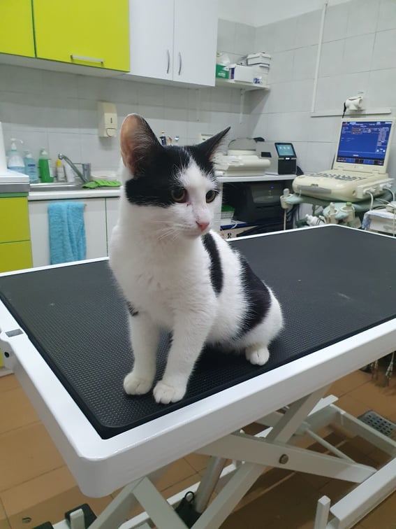 EMII - chaton mâle, née environ en avril 2021 - À la clinique de Mircea (Roumanie) - Adopté en Allemagne 26988210