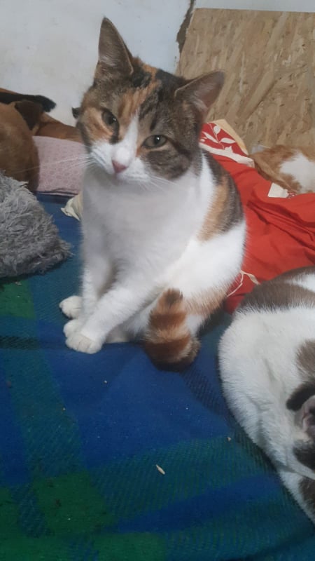 CIPI, chat femelle, née environ en mai 2021 - En FA chez Camélia (Roumanie) - Adoptée par Alexia (59)  26989710