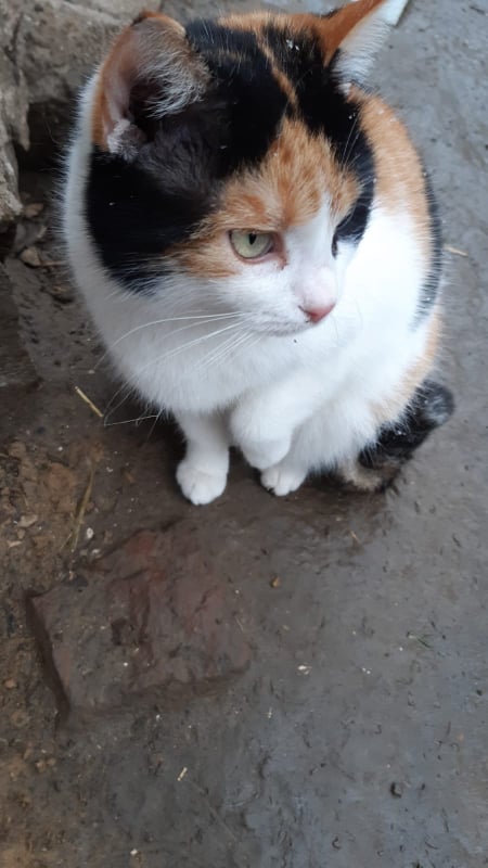 ROXIE (ex ROXI), chat femelle, née environ en septembre 2019 - En FA chez Camélia (Roumanie) - Adoptée par Valérie (94)  26991410