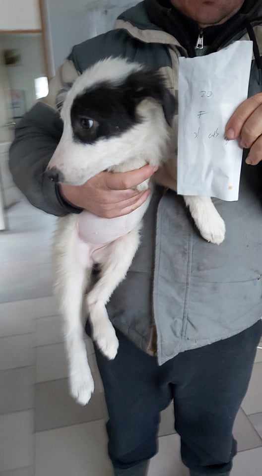 KISKA - chiot femelle, de taille moyenne à l'âge adulte - née environ en octobre 2021 - REMEMBER ME LAND - Adoptée par Caroline (4431 - Belgique)  27042110