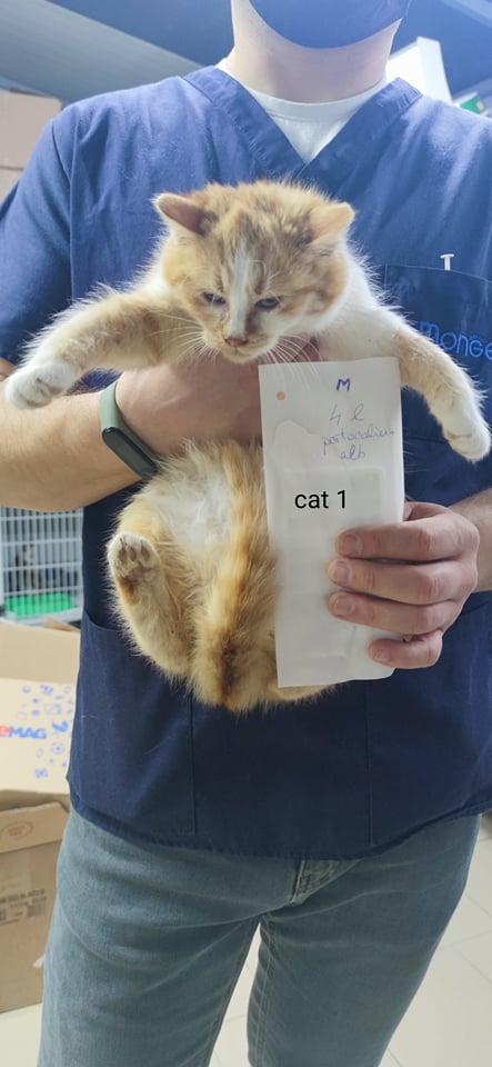 CHAMPOMY - chaton mâle, né environ en septembre 2021 - En FA chez Lili (Roumanie) - décédé 27079310