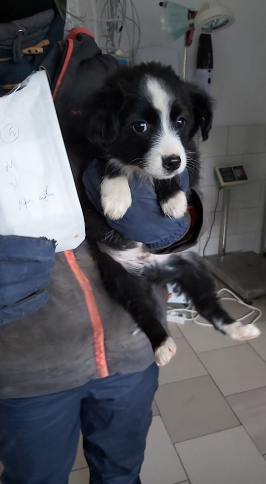 SNOOPY (ex GRUFFI) - chiot mâle, de taille petite à moyenne à l'âge adulte - né environ en octobre 2021 - REMEMBER ME LAND - Adopté par Émilie et Yohan (49)  27147610