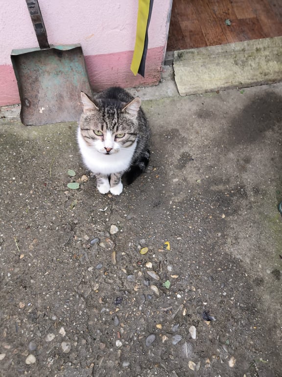 GIMI - chat mâle, né environ en 2014 - en FA à Bucarest (Roumanie) - ADOPTE PAR SA FA EN ROUMANIE 27152710