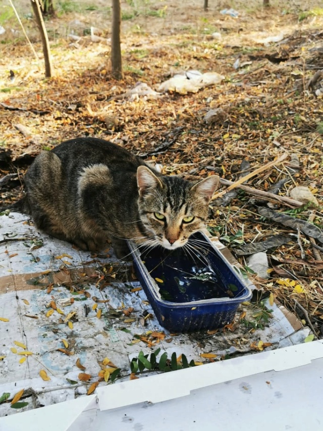 SIMBA - chat mâle, né environ en 2019/2020 - A la rue vers chez Luiza (Bucarest) 27153511