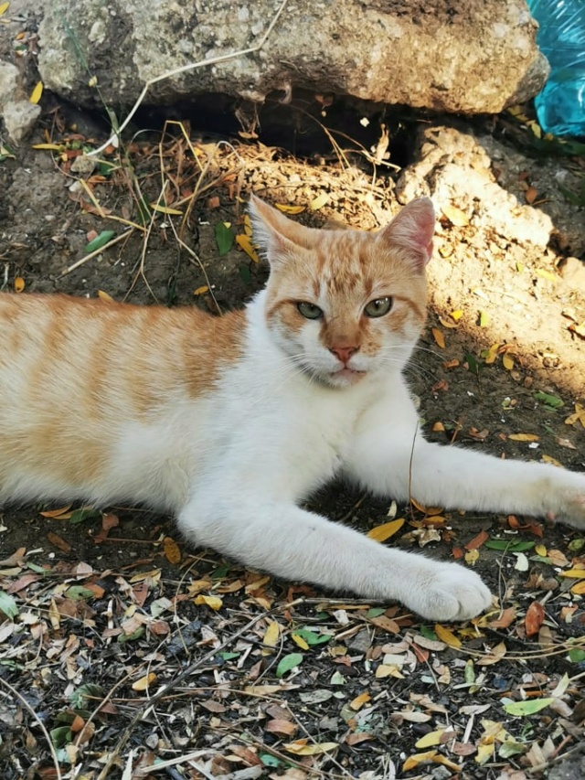 PORTO - chat mâle, né environ en 2019/2020 - A la rue vers chez Luiza (Bucarest) 27154510