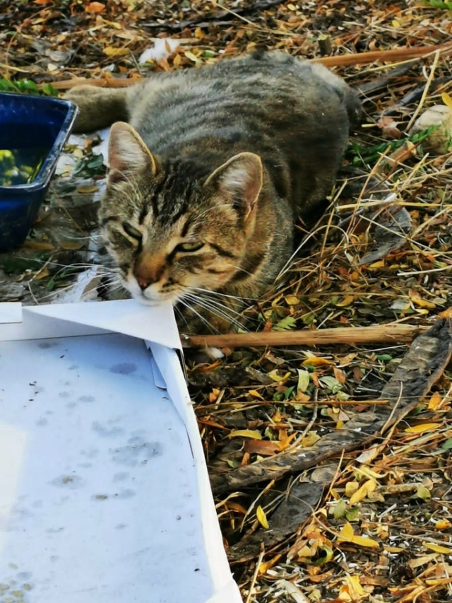 SIMBA - chat mâle, né environ en 2019/2020 - A la rue vers chez Luiza (Bucarest) 27154810