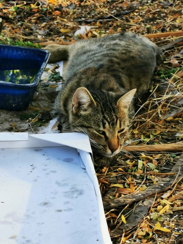 SIMBA - chat mâle, né environ en 2019/2020 - A la rue vers chez Luiza (Bucarest) 27160010