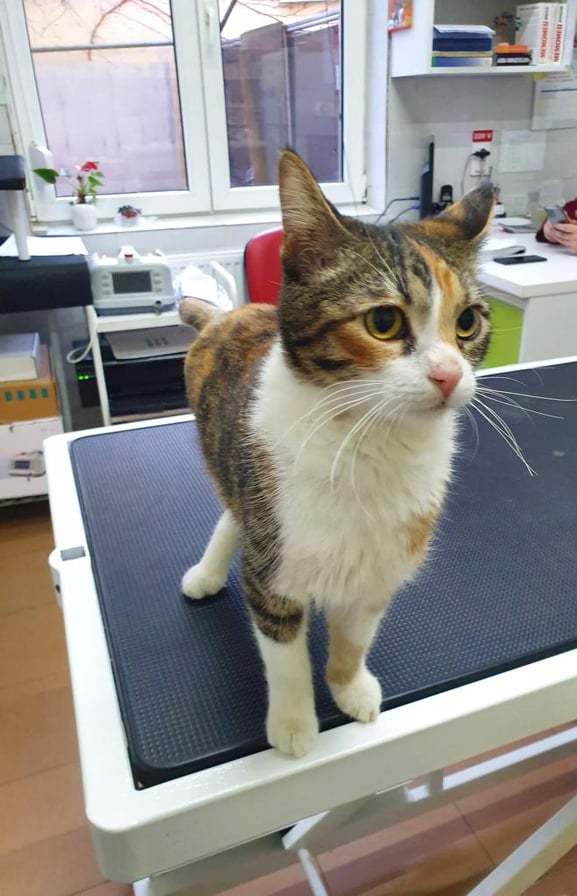 MIRA - chat femelle , née environ en février 2021 - À la clinique de Mircea (Roumanie) - adoptée en Allemagne 27378510