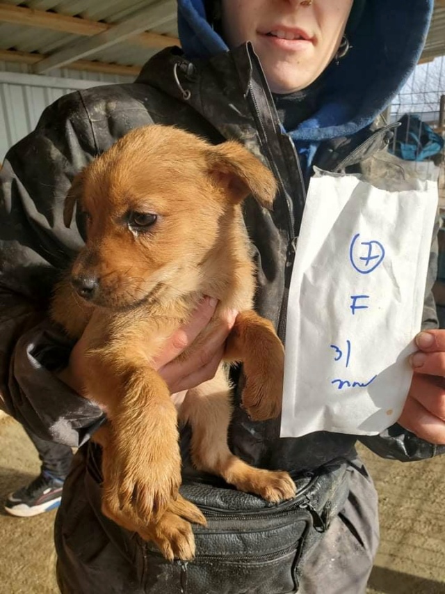 BELLA (ex JOBI) - chiot femelle , de taille moyenne à l'âge adulte - née environ en novembre 2021 - REMEMBER ME LAND - Adoptée par Pauline (38)  27400510