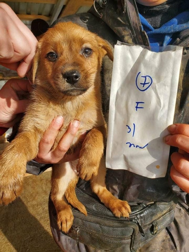 BELLA (ex JOBI) - chiot femelle , de taille moyenne à l'âge adulte - née environ en novembre 2021 - REMEMBER ME LAND - Adoptée par Pauline (38)  27406110