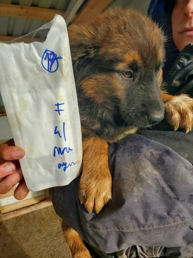 NOVA - chiot femelle , de taille moyenne à l'âge adulte - née environ en octobre 2021 - REMEMBER ME LAND - Adoptée par Caroline (57)  27408610