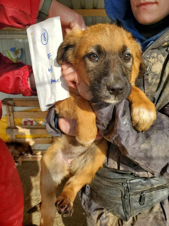 TANGA (ex PANGA) - chiot femelle , de taille moyenne à l'âge adulte - née environ en octobre 2021 - REMEMBER ME LAND - Adoptée par Albane (Belgique)  27411411