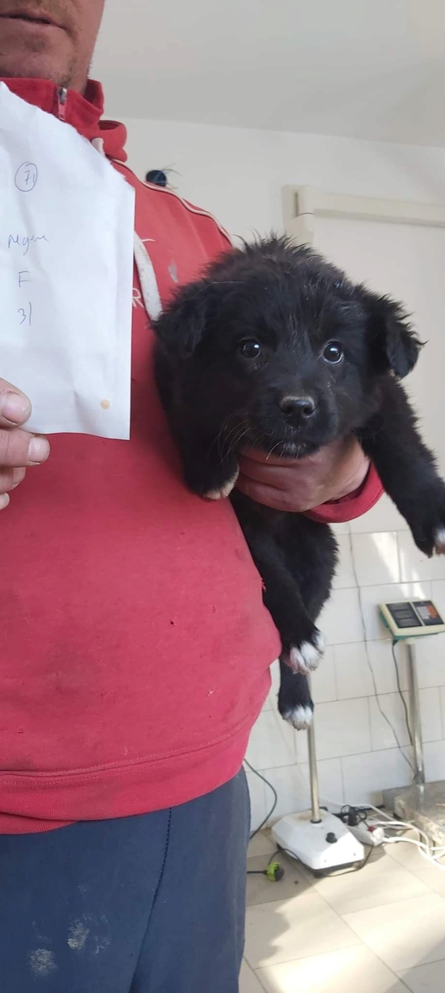 HARU (ex JOLIE) - chiot femelle, de taille moyenne à l'âge adulte - née environ en décembre 2021 - REMEMBER ME LAND - Adoptée par Victor (67)  27509910