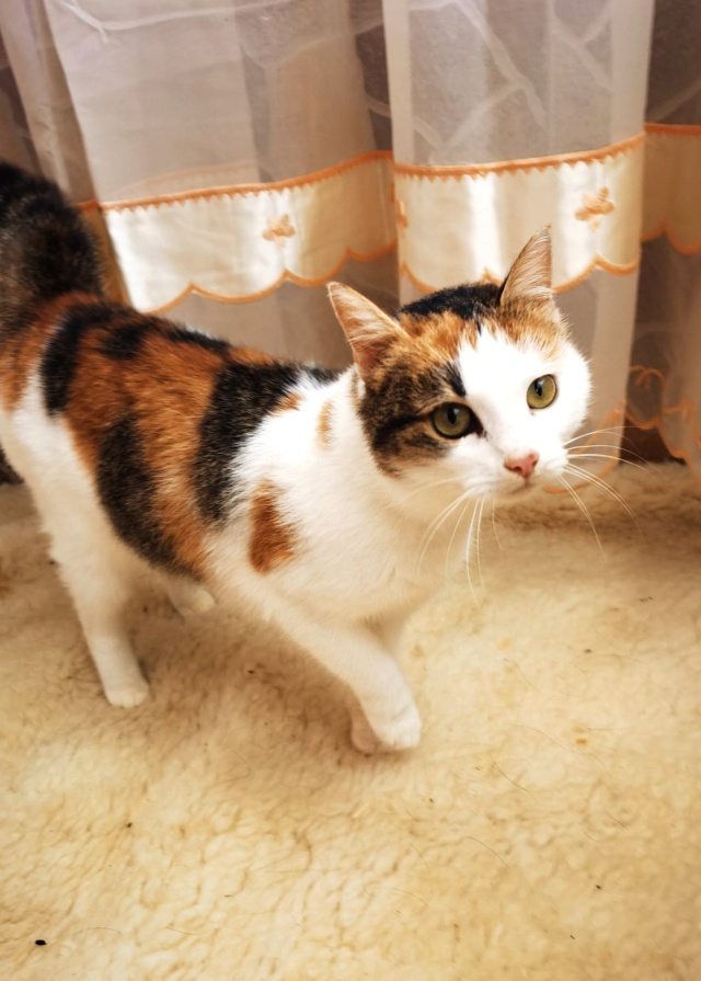 BOYA, chat femelle, née environ en mars 2019 - En FA chez Gina (Roumanie) - en FA chez Laurie (depart13) - adoptée par Stéphane (13) 27537310