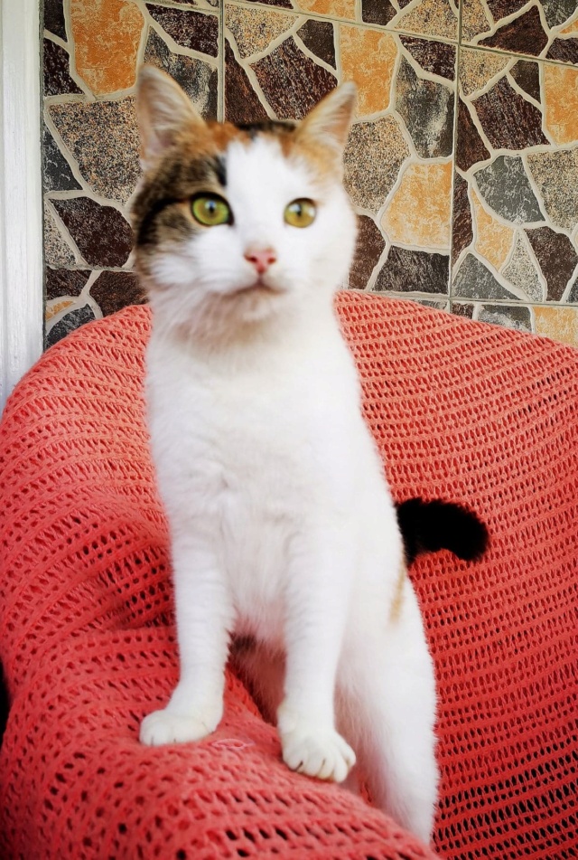 BOYA, chat femelle, née environ en mars 2019 - En FA chez Gina (Roumanie) - en FA chez Laurie (depart13) - adoptée par Stéphane (13) 27541710