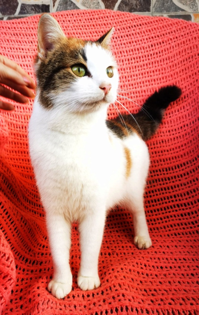 BOYA, chat femelle, née environ en mars 2019 - En FA chez Gina (Roumanie) - en FA chez Laurie (depart13) - adoptée par Stéphane (13) 27542010
