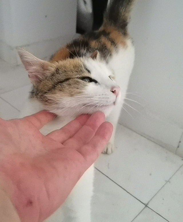 BOYA, chat femelle, née environ en mars 2019 - En FA chez Gina (Roumanie) - en FA chez Laurie (depart13) - adoptée par Stéphane (13) 27554210