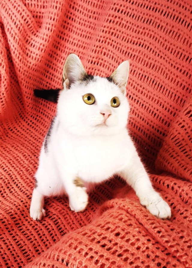 BORIS - chaton mâle, né environ en juillet 2021 - En FA à Tergu Neamt (Roumanie) - Adopté par Virgil (67)  27555710