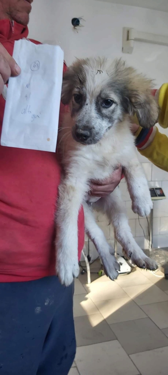 BOO (ex TILT) - chiot mâle, typé berger de bucovine, de taille moyenne à grande à l'âge adulte - né environ en novembre 2021 - REMEMBER ME LAND -  Adopté par Yollan (57)  27555711