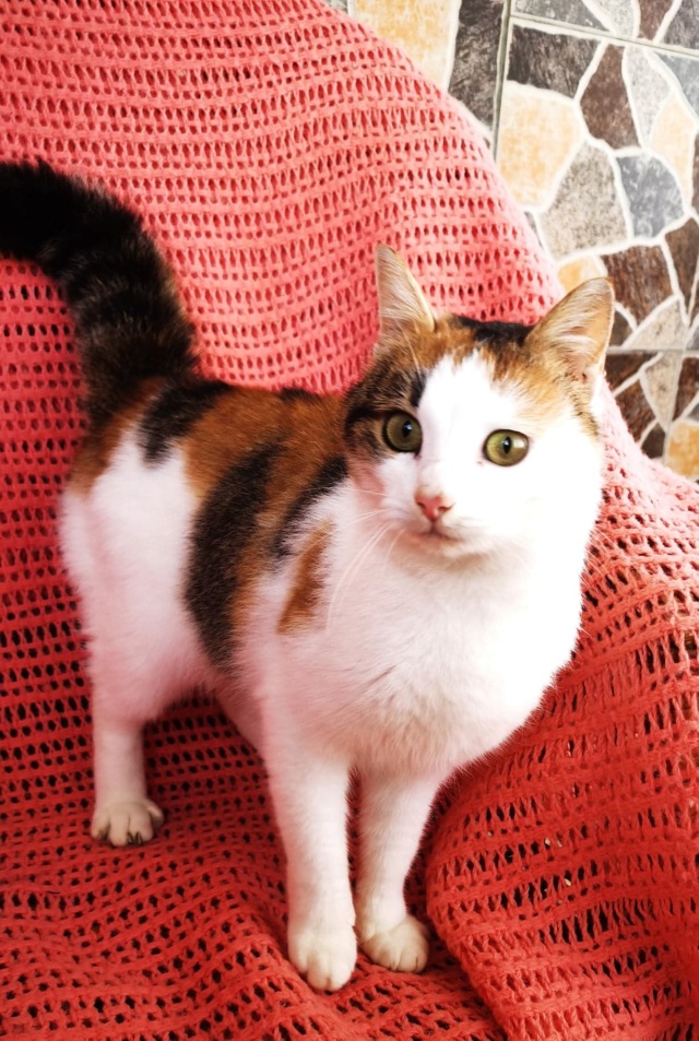 BOYA, chat femelle, née environ en mars 2019 - En FA chez Gina (Roumanie) - en FA chez Laurie (depart13) - adoptée par Stéphane (13) 27559010