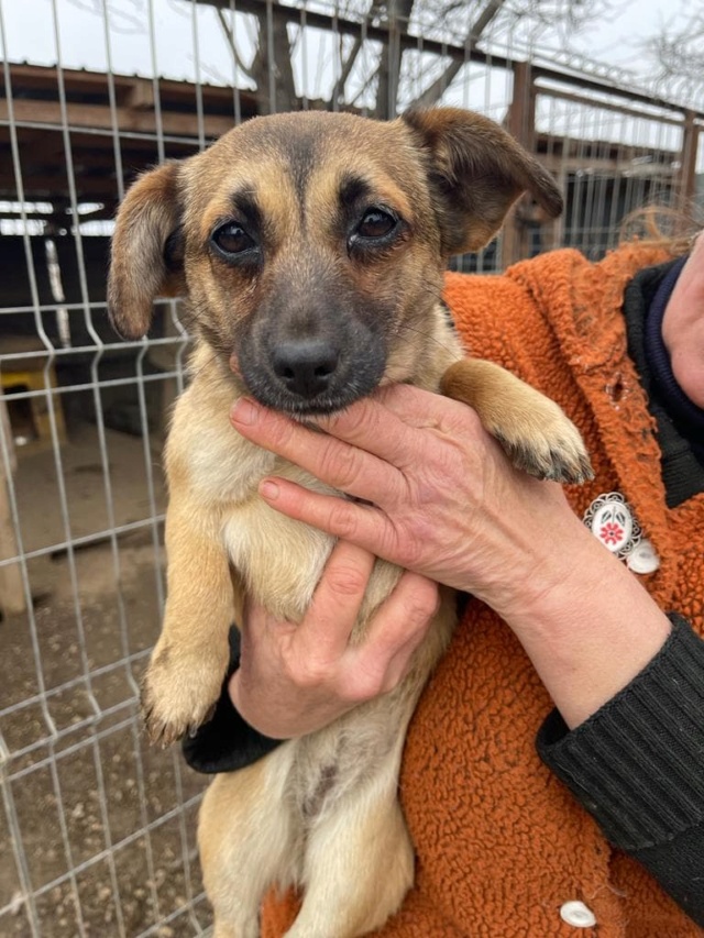 WILLOW (ex DIADEME) - femelle, de petite taille - née environ en novembre 2020 - Au refuge de Carmina (Roumanie) - Adoptée par Joelle (7310 - Belgique)  27561310