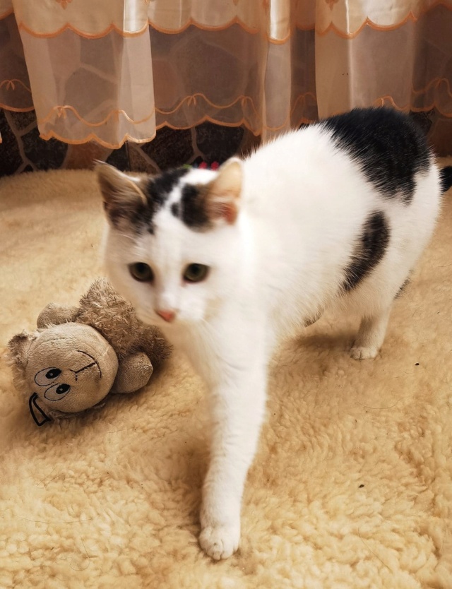 BORIS - chaton mâle, né environ en juillet 2021 - En FA à Tergu Neamt (Roumanie) - Adopté par Virgil (67)  27578510