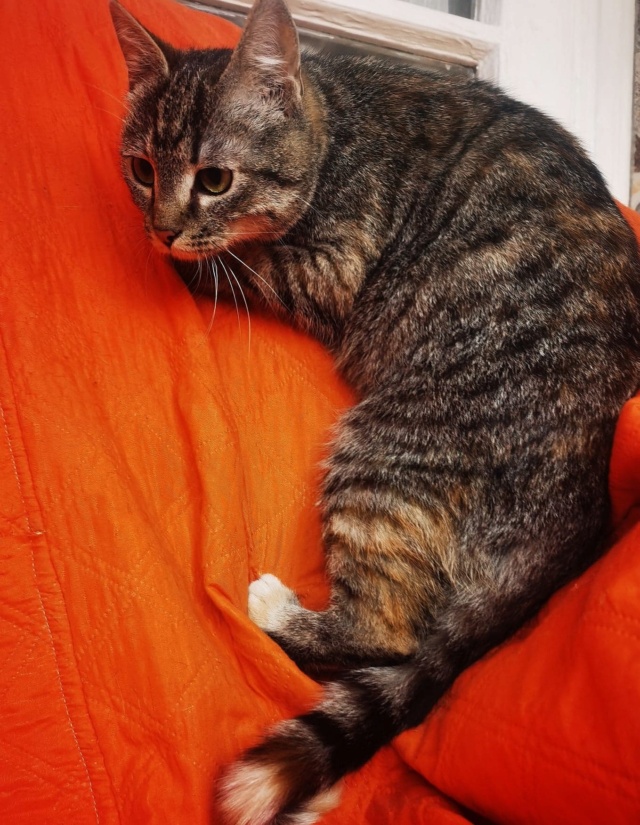 MISY - chaton femelle, née environ en juin 2021 - en FA chez Gina (Targu Neamt) - adoptée en Roumanie 27595011