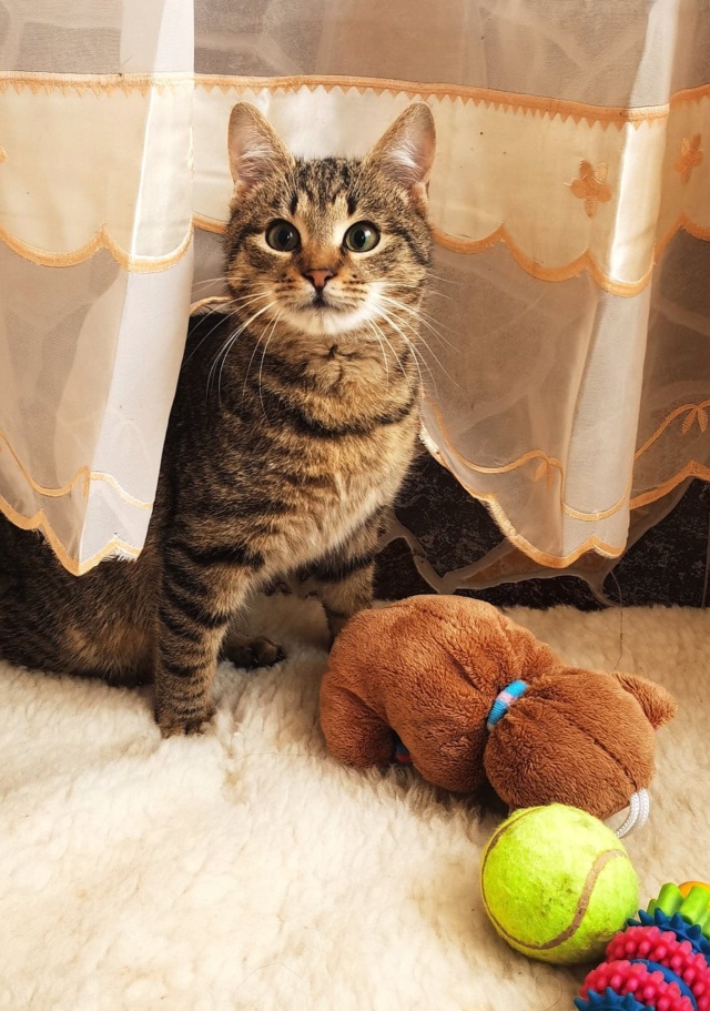 PONYO (ex GHOST) - chaton mâle, né environ en juin 2021 - en FA chez Gina (Targu Neamt) - Adopté par Clémence (54) 27596511