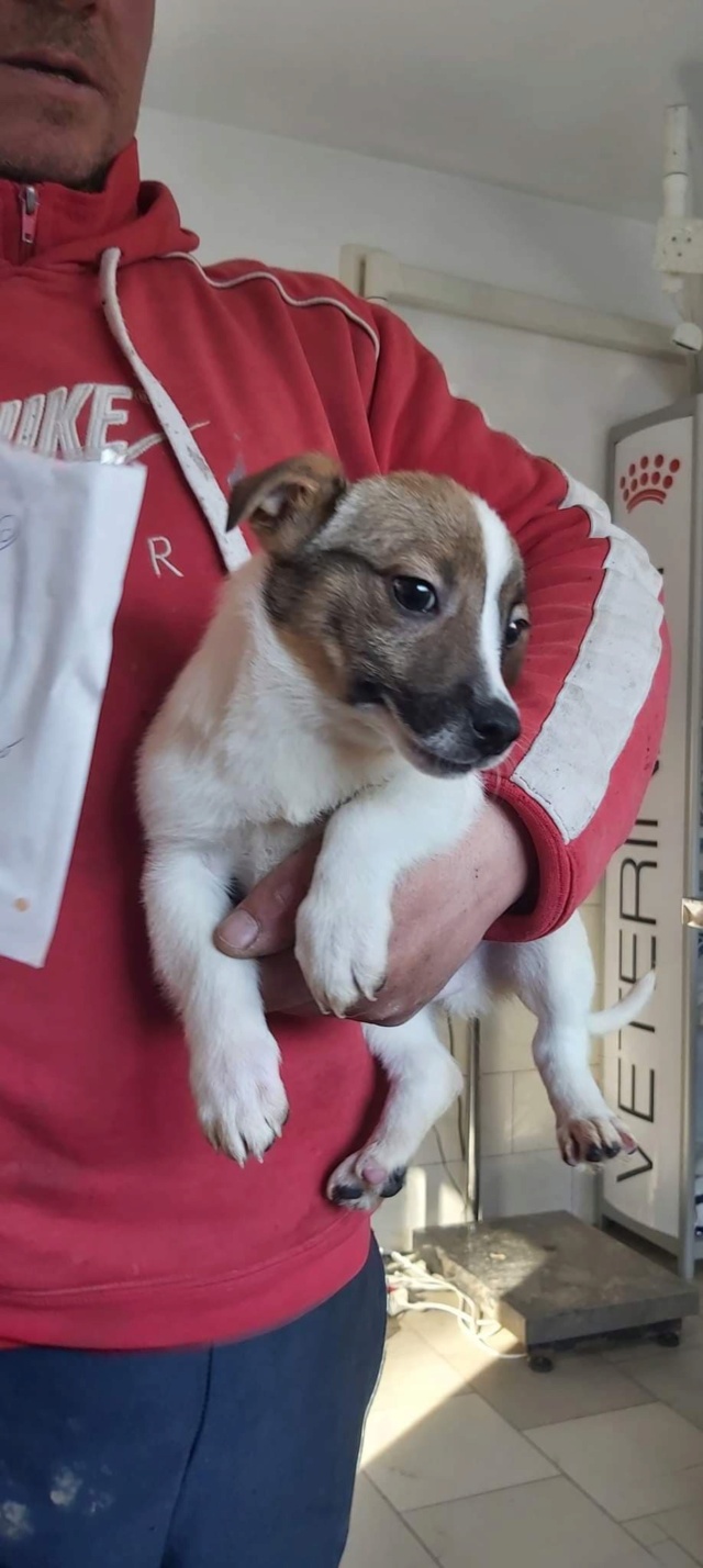 SAKE - chiot mâle, de petite à moyenne à taille à l'âge adulte - né environ en décembre 2021 - REMEMBER ME LAND - Adopté par Christian et Corinne (91)  27598410