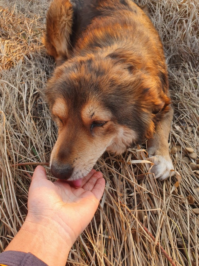 SANSA (ex PARVANEH) - femelle, de taille moyenne, née environ en février 2018 - REMEMBER ME LAND - Adoptée par Nolwenn (44)  27601610