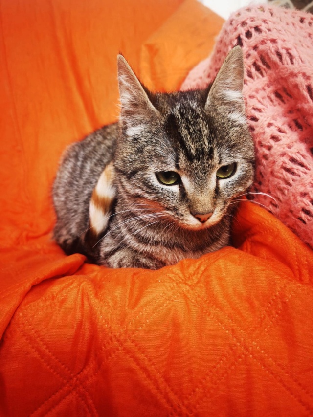 MISY - chaton femelle, née environ en juin 2021 - en FA chez Gina (Targu Neamt) - adoptée en Roumanie 27602410