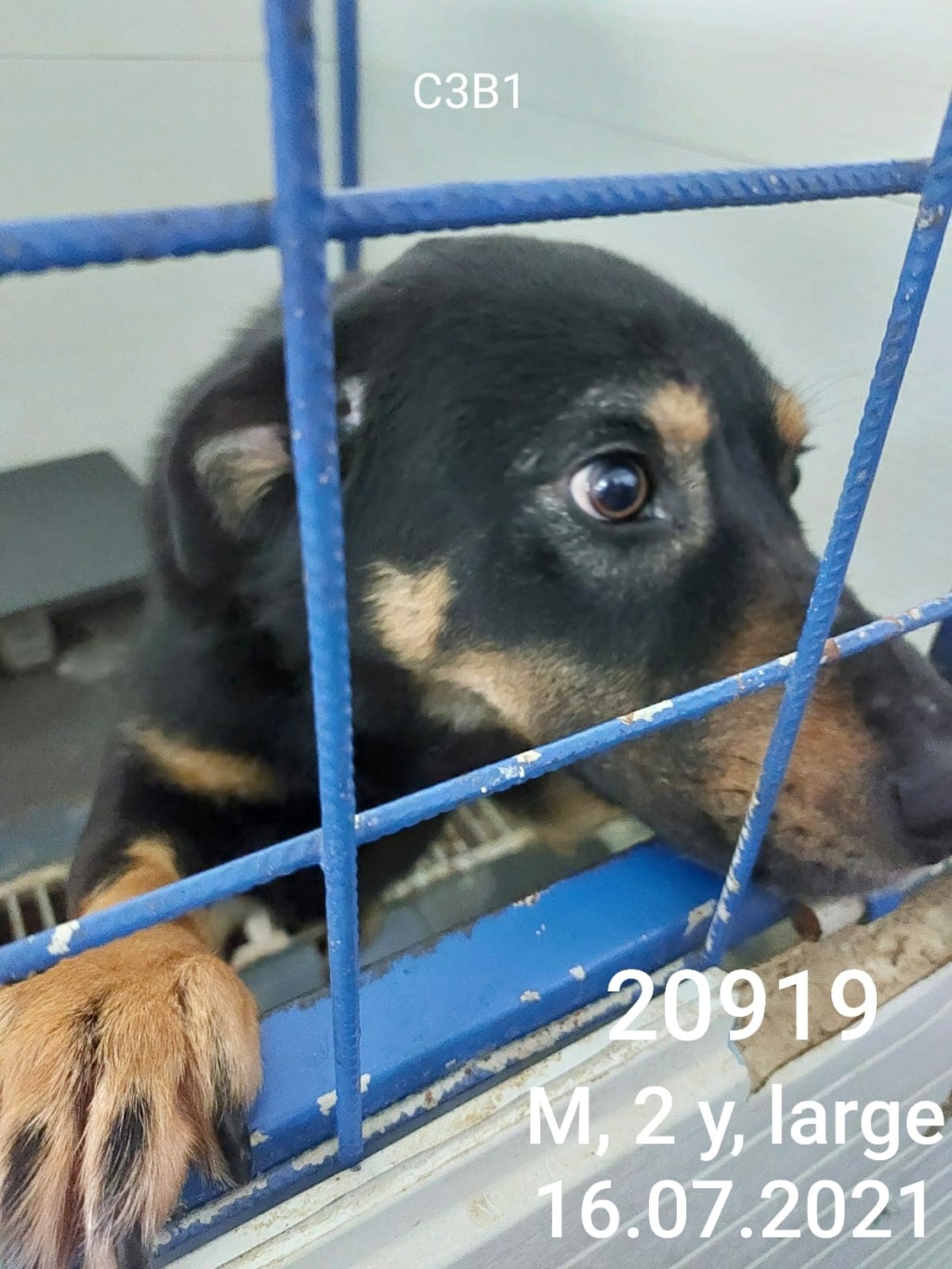 PIPPIN - mâle, de taille moyenne - né environ en avril 2020 (fourrière à Mihailesti) - En pension au centre RM (Pascani) - Adopté par Emma (7500 - BELGIQUE)  27735710
